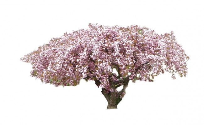 Wiśnia 'Kiku-shidare-zakura' DUŻE SADZONKI Pa 180-200 cm (Prunus)